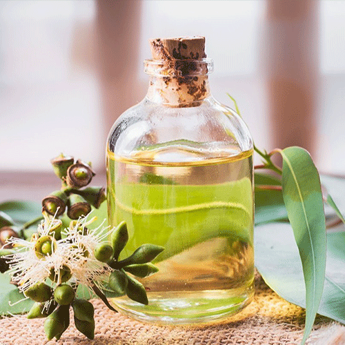 Eucalyptus Oil